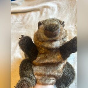 Folkmanis Groundhog Puppet